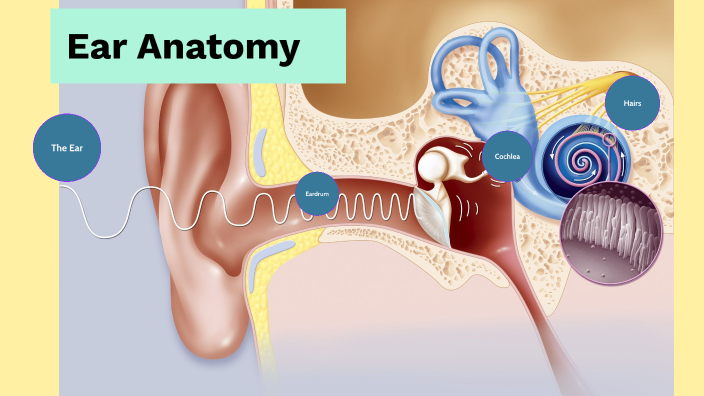 Ear Anatomy by Ben Norton