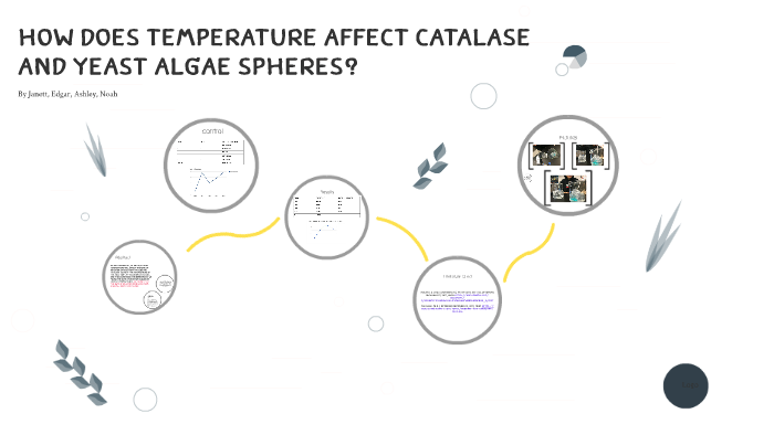 how does temperature affect catalase and yeast spheres by Ashley Madrid