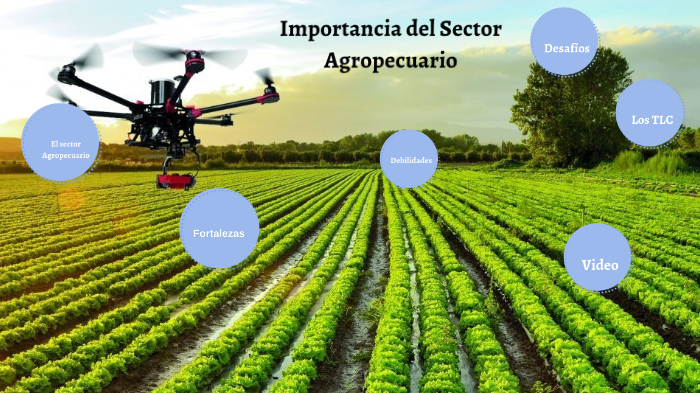 La Importancia Del Desarrollo Agropecuario En Mi País By Deilis Romero ...