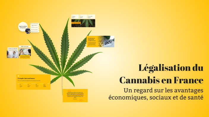 L galisation Du Cannabis En France By Issa Laya On Prezi l-galisation-du-cannabis-en-france-by-issa-laya-on-prezi