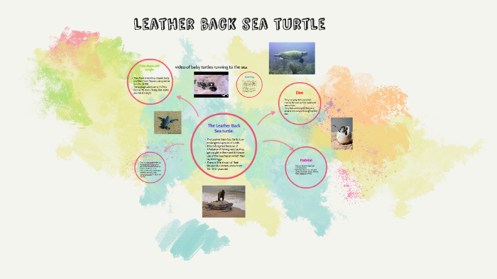 The Leather Back Sea turtle by Grace Connell on Prezi