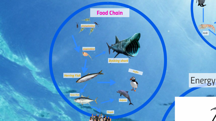 Ocean Food Web With Sharks