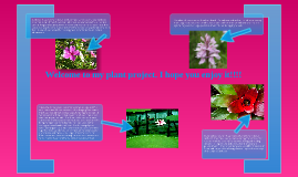 Hw Plants Adapted To The Amazon Rainforest By Emily Longville