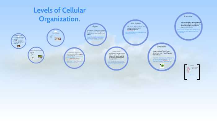 What Are The Three Levels Of Cellular Organization