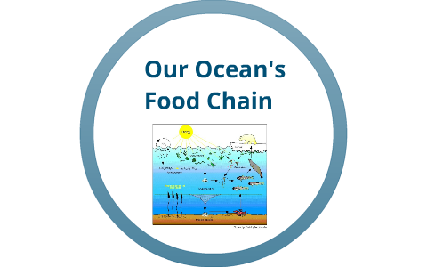 Ocean Food Chain by Bridgette Hammond on Prezi