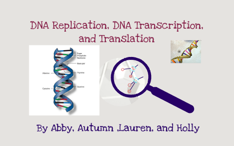 DNA translation transcription and replication by Abby Hanley on Prezi