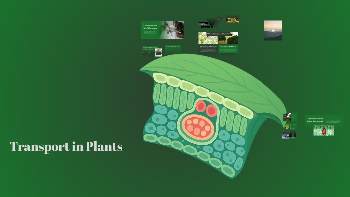 Transport in Plants: A Comprehensive Overview by tamia marwa on Prezi