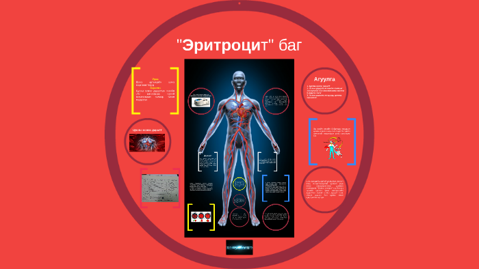 Эритроцит баг by Эстер Эстер on Prezi