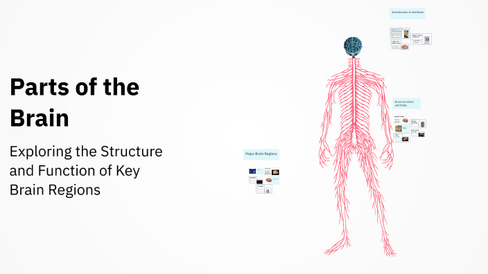 Parts of the Brain by Emily Hansen on Prezi