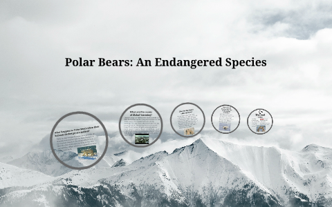 Polar Bears: An Endangered Species by Leyla Ozdenak on Prezi