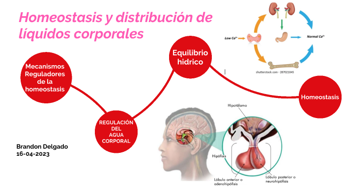 Homeostasis Y Distribución De Líquidos Corporales By Brandon Delgado On ...