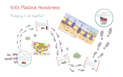 Plasma Membrane by Plasma Membrane