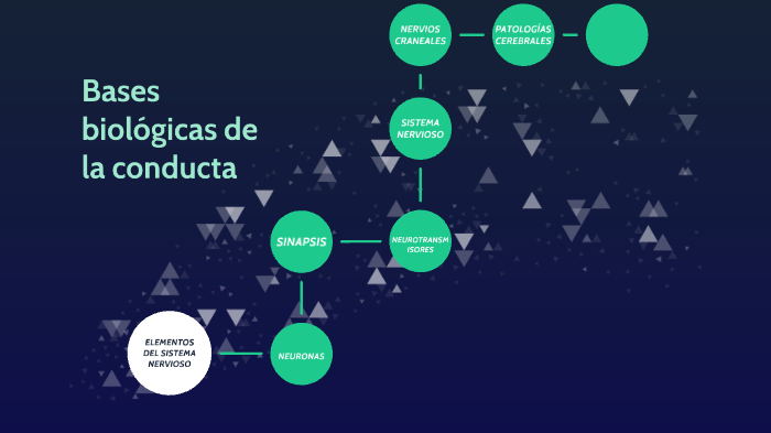 Bases Biològicas De La Conducta By Rigoberto Said Quintero Guzmàn On Prezi