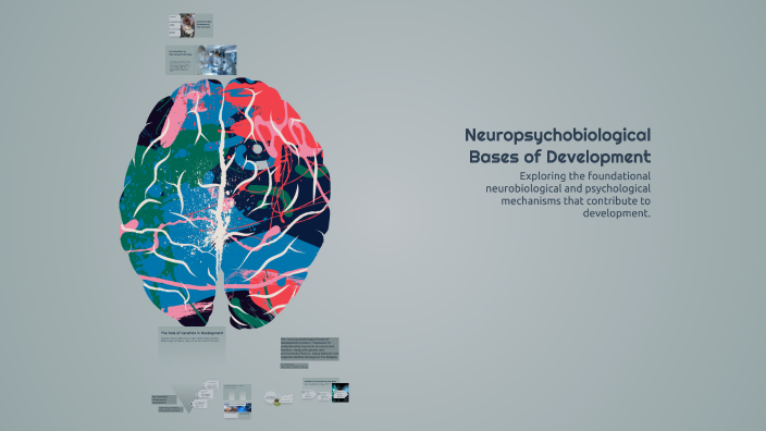 Neuropsychobiological Bases of Development by Clarisa Zenzano on Prezi