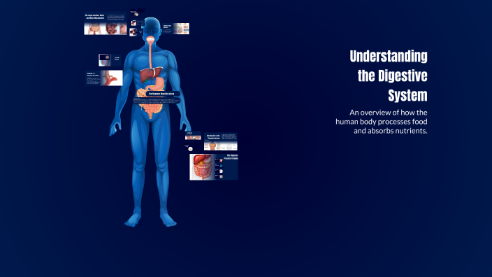 Understanding the Digestive System by taleen allahham on Prezi