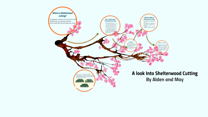 Shelterwood Cutting by maymunah ray on Prezi