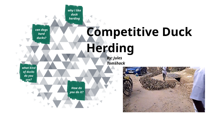 Competitive Duck Herding by juliana tomshack on Prezi