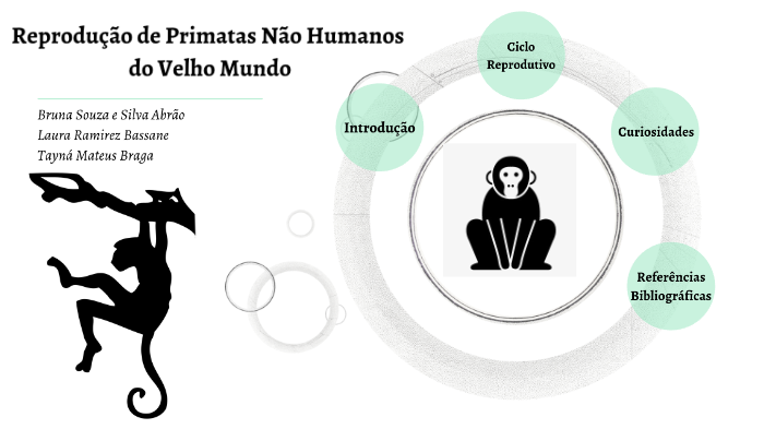 20 melhor ideia de Chimpanzé  macacos, primatas, tatuagens de macaco