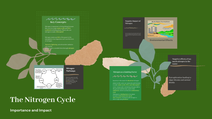 The Nitrogen Cycle by Abigail Korn on Prezi