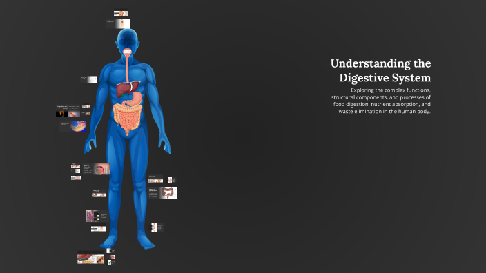 Understanding the Digestive System by Rei Hzhzhz on Prezi