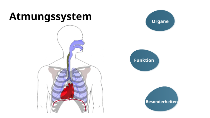 Atmungssystem by Diego Duarte