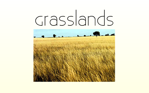 Grasslands - Biotic by B C