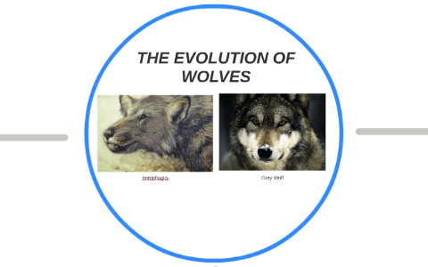 did all dogs evolve from wolves