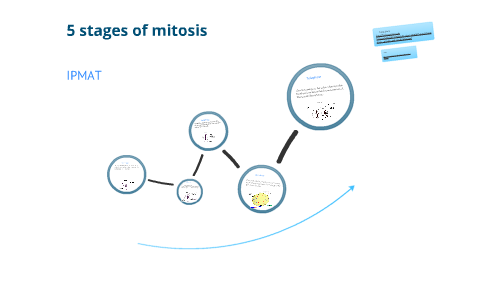 5 stages of mitosis explained