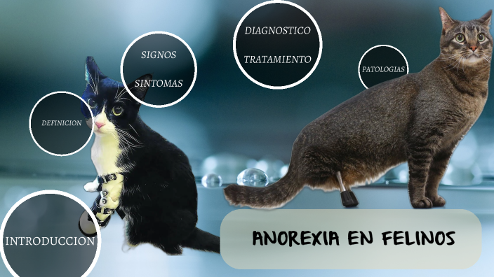 Anorexia en Felinos by Nicolas Tique