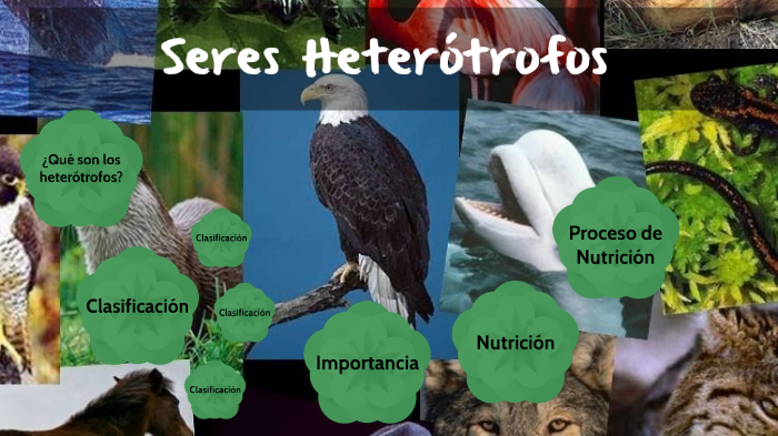 nutrición heterótrofa en animales