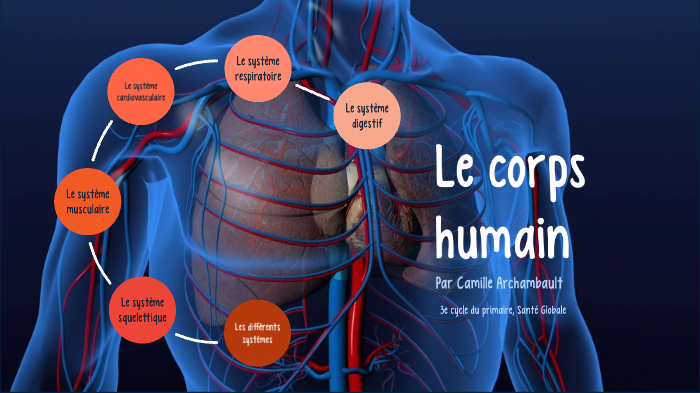 Le corps humain by Camille Archambault on Prezi