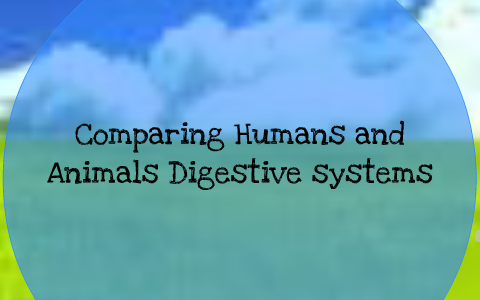 Comparing Digestive System by Jarrod kerr on Prezi
