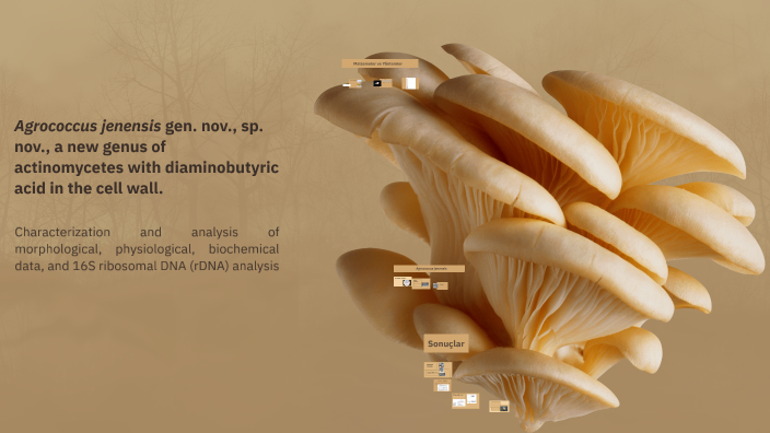 Agrococcus jenensis: A New Actinomycete Genus by BEYZA GÖKCÜK on Prezi
