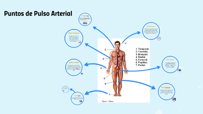 Puntos de Pulso Arterial by fredy argueta on Prezi