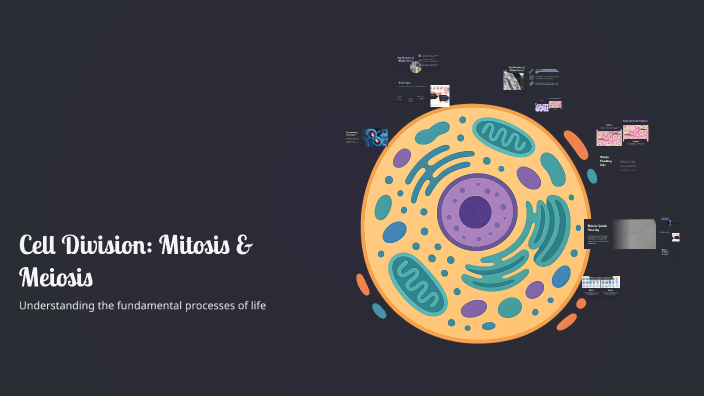 Cell Division: Mitosis & Meiosis by Wyatt Loxley on Prezi