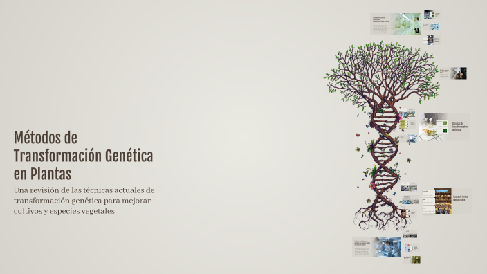 Métodos de Transformación Genética en Plantas by Daniel Patiño Chaverra ...