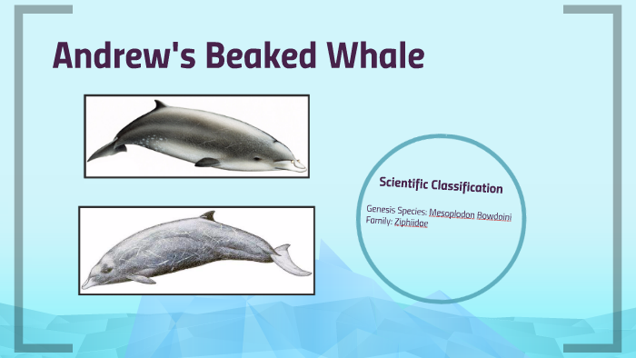 Andrew's Beaked Whale by andrew tran on Prezi