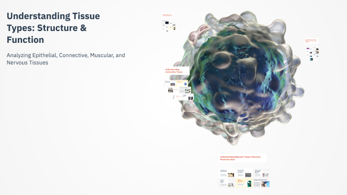 Understanding Tissue Types Structure Function By Lacey Maher On Prezi