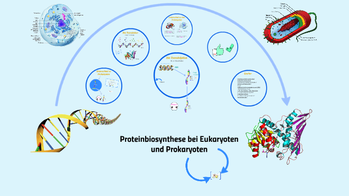 Proteinbiosynthese Bei Pro Und Eukaryoten Proteinbiosynthese bei Eukaryoten by Hanna Lachmann on Prezi