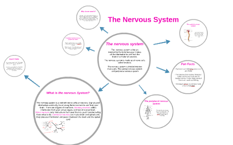 The Nervous System by Olivia Young on Prezi