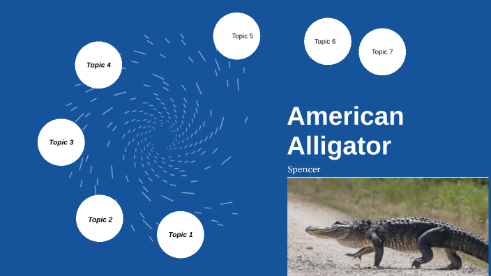 Amrrican Alligator by Spencer kon on Prezi