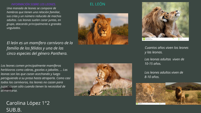 El león by Carolina López on Prezi Next