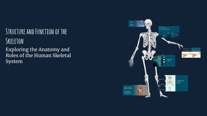 Structure and Function of the Skeleton by Jan Cfelnivzko on Prezi