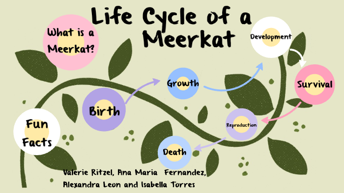 Meerkat Life Cycle