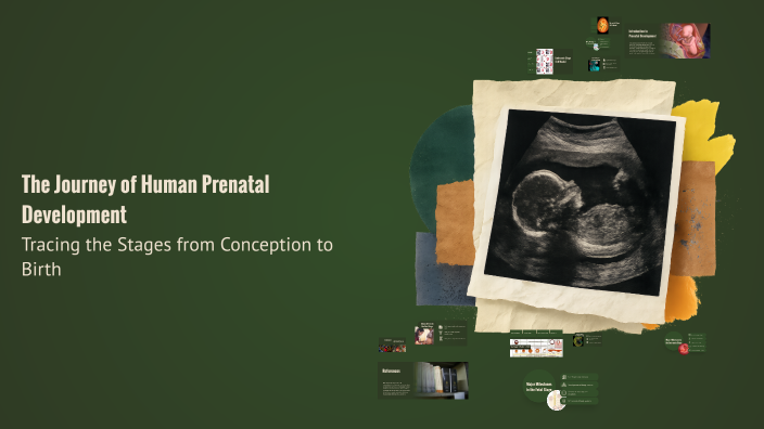 The Journey of Human Prenatal Development by Sweet Cupcake on Prezi