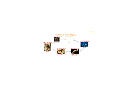 Food Chain of a Platypus by zachary griffis on Prezi Biology Diagrams