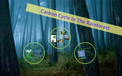 Carbon Cycle In The Rainforest by Jessica Rosales on Prezi