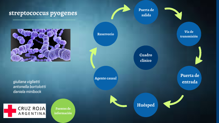 cadena epidemiologica streptococcus pyogenes by antonella bortolotti on ...