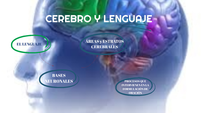 CEREBRO Y LENGUAJE by Flor su on Prezi