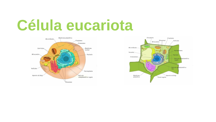 Los componentes de la célula eucariota 4ESO by antonia herreros on Prezi